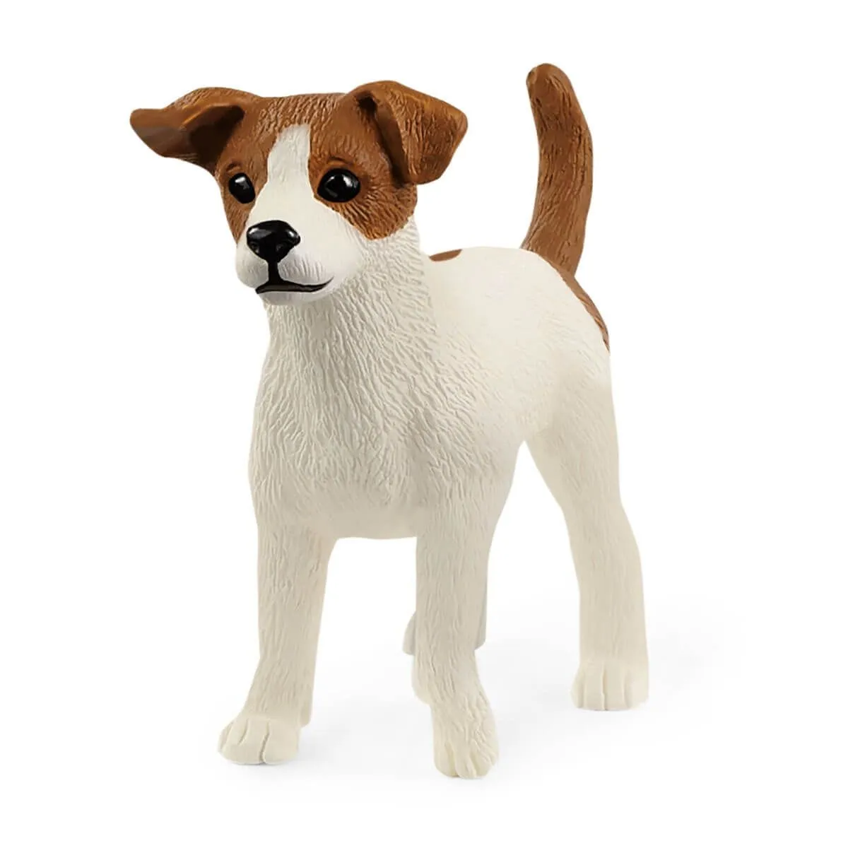 13916 Jack Russell Terrier